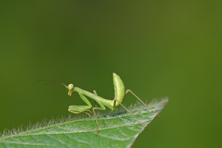close of mantis, nature photography, north china.