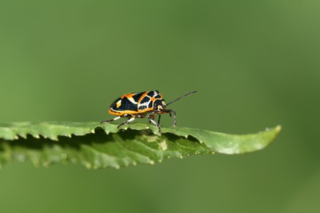 close up of insects named stinkbugの写真素材