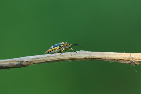 close up of insects named stinkbugの写真素材