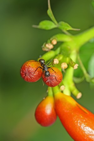 a kind of ants named camponotus japonicus in the flowers の写真素材