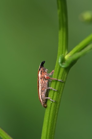 a kind of insect has a long noseの写真素材