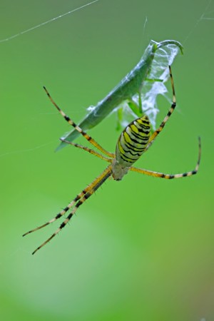 a spider is capturing a grasshopper, it's body covered with strange patterns, in the spider web, close-up pictures.の写真素材