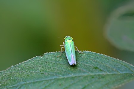 close up of leafhopper in the wildの写真素材