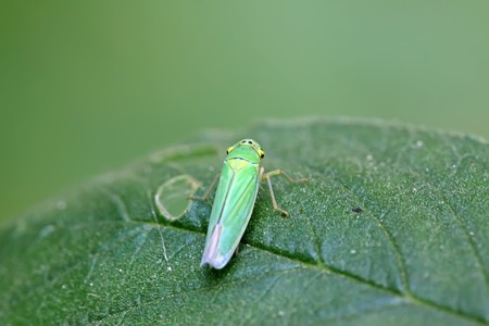 close up of leafhopper in the wildの写真素材