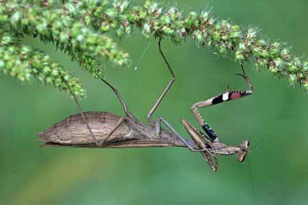 close of mantis, nature photography, north china.の写真素材