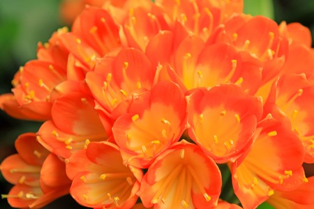 close up of kaffir lily, a kind of beautiful flowers, north china.の写真素材
