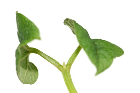 close up of seedlings on white backgroundの写真素材
