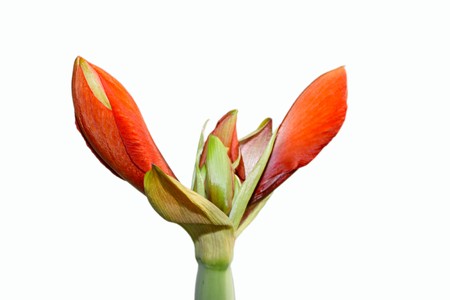 the bud of Hippeastrum hybridum in white backgroundの写真素材