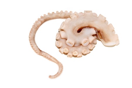 close up of a octopusの写真素材