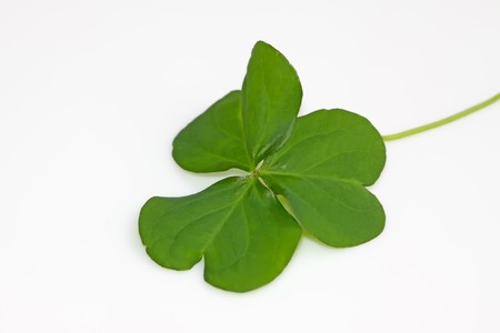 close up of clover leaf, on a white background.の写真素材