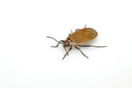 a kind of insects stinkbug, close up of pictures.の写真素材