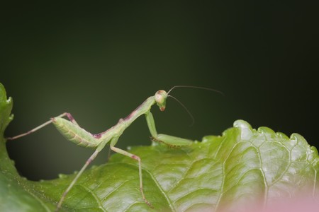 close of mantisの写真素材