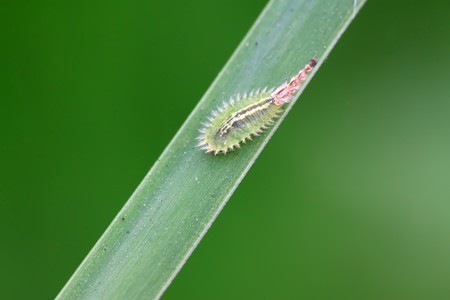 a kind of funny insects in coleopteraの写真素材