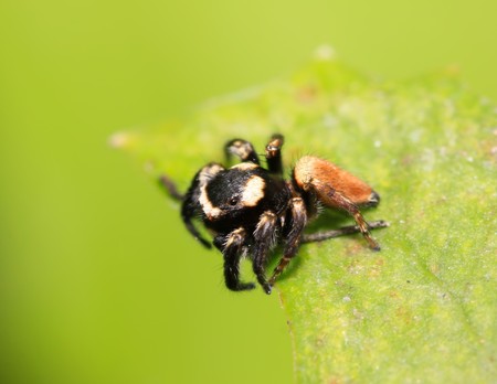 a spider lurking on the leavesの写真素材
