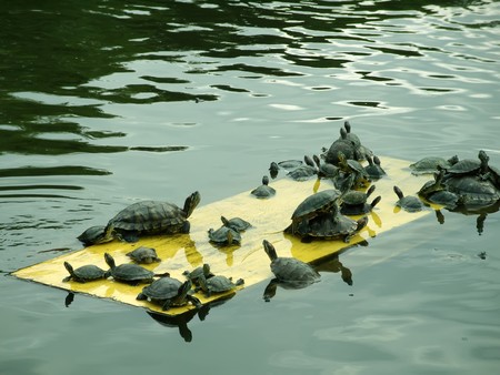 a kind of animal named brazilian tortoiseの写真素材