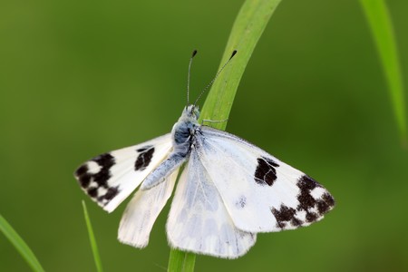 close up of butterfly in the green background.の写真素材