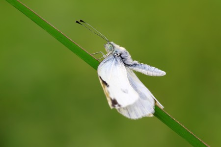 close up of butterfly in the green background.の写真素材