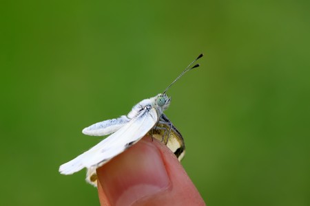 close up of butterfly in the green background.の写真素材