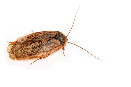 a cockroach on the white background.