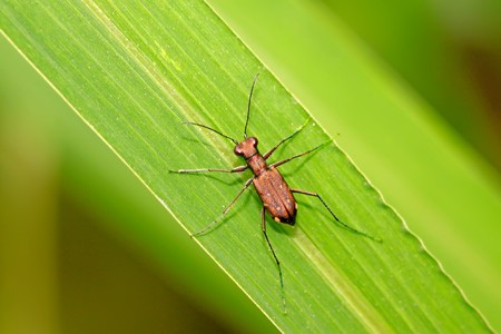 tiger beetles on the green leaf