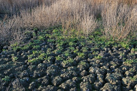 wetland landscape in north china
