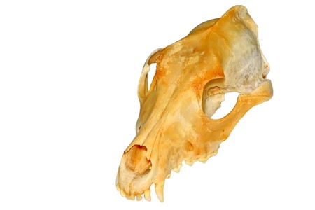 close up of dog's skull on a white background.の写真素材