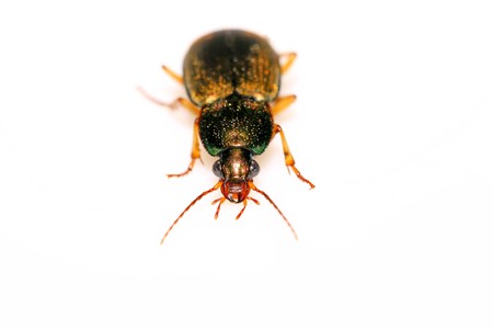 beetles on a white background.の写真素材