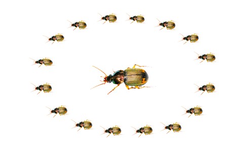 beetles on a white background.の写真素材