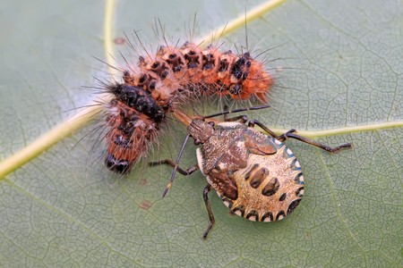 a stinkbug is hunting the caterpillar