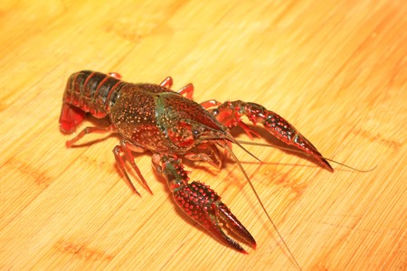 close up of crayfish which can be made into delicious dishesの写真素材