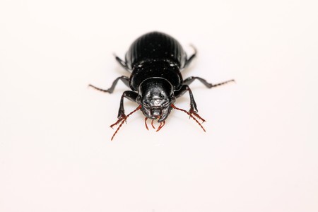 a kind of insects named carabidae on a white background.