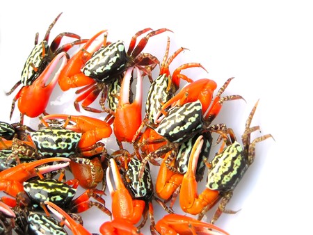 close up of pictures - fiddler crabsの写真素材