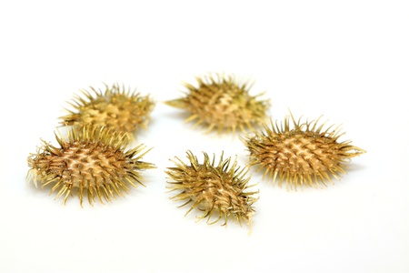 dry xanthium on a white backgroundの写真素材