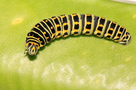butterfly larva - caterpillar in a leafの写真素材