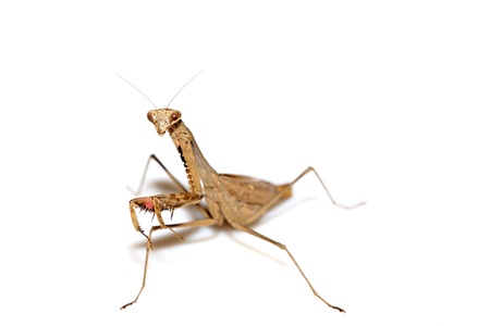 close up of a mantis, its paws have colored stripes の写真素材