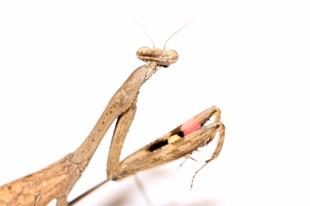 close up of a mantis, its paws have colored stripes の写真素材