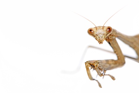 close up of a mantis, its paws have colored stripes の写真素材