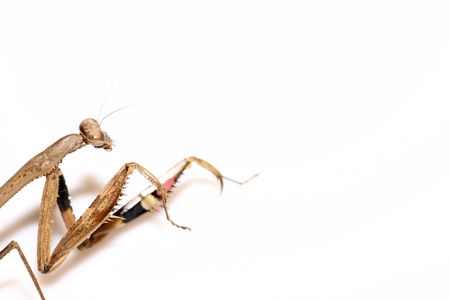 close up of a mantis, its paws have colored stripes の写真素材