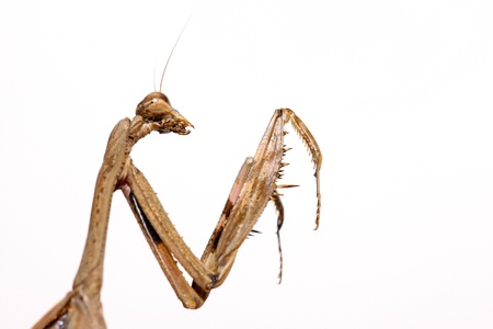 close up of a mantis, its paws have colored stripes 