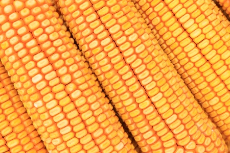 corn bonzi material in China ruralの写真素材