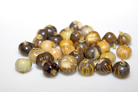 plant seeds on a white backgroundの写真素材