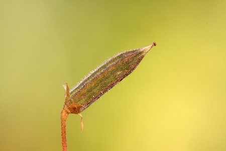 close up of weed seedsの写真素材