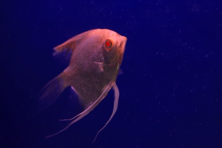 closeup of tropical fish in a aquarium の写真素材