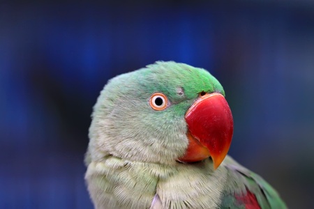 red mouth parrot looks very lovelyの写真素材