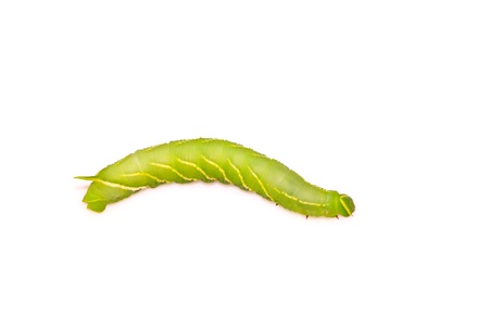 a kind of insects named chanis bilin eata walker, close up of pictures