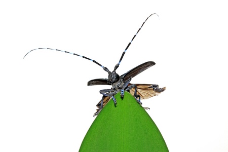 a kind of coleoptera insects named anoplophora, close up of pictures on a white background. 