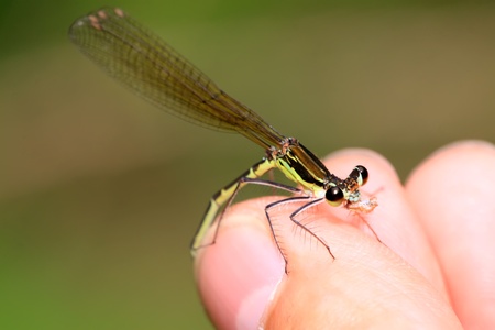 damsel-fly in the natural state, close up of pictures, take photos in the wild natural state, Luannan County, Hebei Province, China.の写真素材