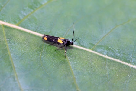 black moths insects on a green leaf, take photos in the wild natural state, Luannan County, Hebei Province, China.の写真素材