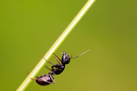camponotus japonicus on a green leaf, take photos in the wild natural state, Luannan County, Hebei Province, China.の写真素材