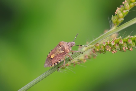 dolycoris - a kind of stink bug, take photos in the wild natural state.の写真素材